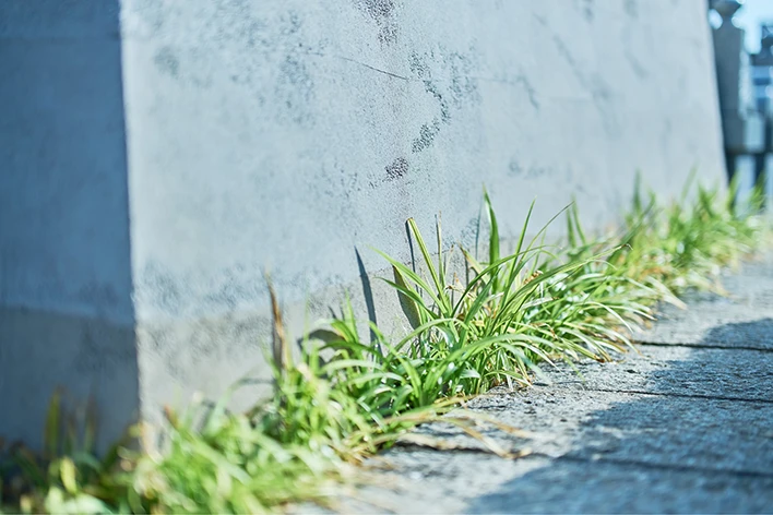 キチジョウソウと版築